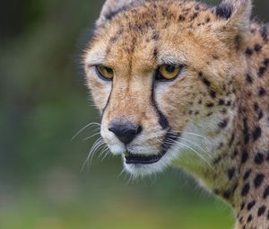 Preview wallpaper cheetah, animal, predator, glance
