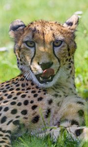 Preview wallpaper cheetah, animal, predator, big cat, protruding tongue