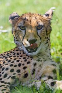 Preview wallpaper cheetah, animal, predator, big cat, protruding tongue