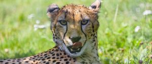 Preview wallpaper cheetah, animal, predator, big cat, protruding tongue
