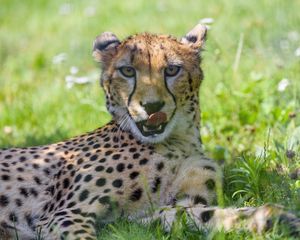 Preview wallpaper cheetah, animal, predator, big cat, protruding tongue