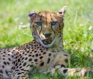 Preview wallpaper cheetah, animal, predator, big cat, protruding tongue