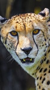 Preview wallpaper cheetah, animal, predator, fangs, big cat