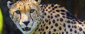 Preview wallpaper cheetah, animal, predator, fangs, big cat