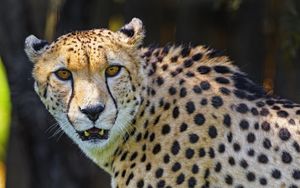 Preview wallpaper cheetah, animal, predator, fangs, big cat