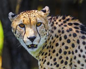 Preview wallpaper cheetah, animal, predator, fangs, big cat