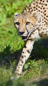 Preview wallpaper cheetah, animal, predator, glance, wildlife