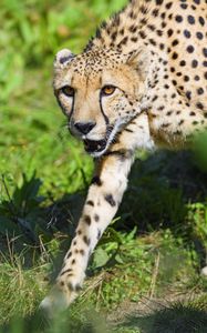 Preview wallpaper cheetah, animal, predator, glance, wildlife