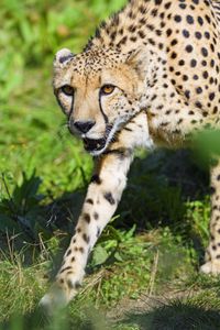 Preview wallpaper cheetah, animal, predator, glance, wildlife