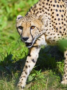 Preview wallpaper cheetah, animal, predator, glance, wildlife