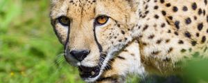 Preview wallpaper cheetah, animal, predator, glance, wildlife