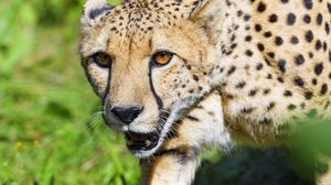 Preview wallpaper cheetah, animal, predator, glance, wildlife