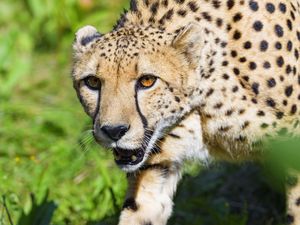 Preview wallpaper cheetah, animal, predator, glance, wildlife