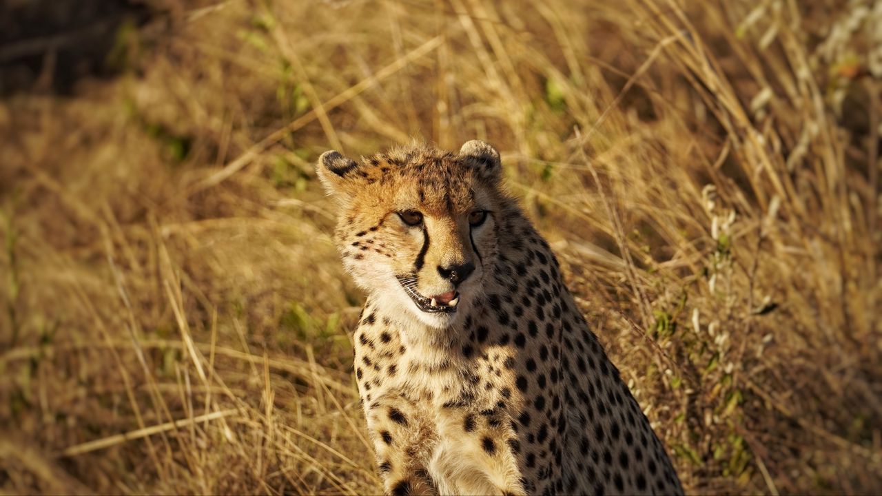 Wallpaper cheetah, animal, predator, wildlife, big cat