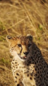 Preview wallpaper cheetah, animal, predator, wildlife, big cat