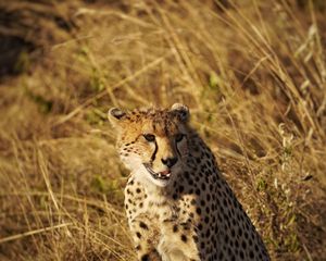 Preview wallpaper cheetah, animal, predator, wildlife, big cat