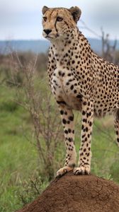 Preview wallpaper cheetah, animal, predator, wildlife, glance