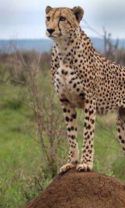 Preview wallpaper cheetah, animal, predator, wildlife, glance