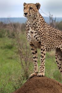 Preview wallpaper cheetah, animal, predator, wildlife, glance