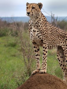 Preview wallpaper cheetah, animal, predator, wildlife, glance