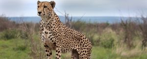 Preview wallpaper cheetah, animal, predator, wildlife, glance