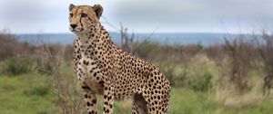 Preview wallpaper cheetah, animal, predator, wildlife, glance