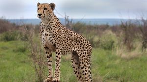 Preview wallpaper cheetah, animal, predator, wildlife, glance