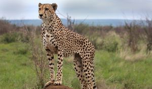 Preview wallpaper cheetah, animal, predator, wildlife, glance