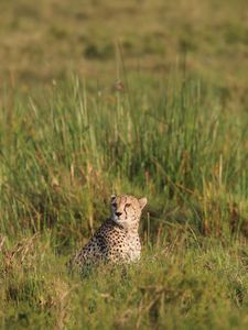 Preview wallpaper cheetah, animal, predator, grass, savannah, africa