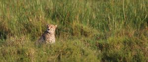 Preview wallpaper cheetah, animal, predator, grass, savannah, africa