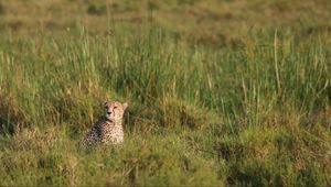 Preview wallpaper cheetah, animal, predator, grass, savannah, africa