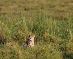 Preview wallpaper cheetah, animal, predator, grass, savannah, africa