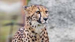 Preview wallpaper cheetah, animal, predator, wildlife, grass