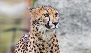Preview wallpaper cheetah, animal, predator, wildlife, grass