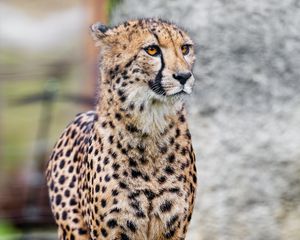 Preview wallpaper cheetah, animal, predator, wildlife, grass