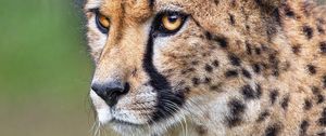 Preview wallpaper cheetah, animal, predator, wildlife, blur