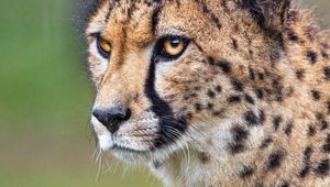 Preview wallpaper cheetah, animal, predator, wildlife, blur