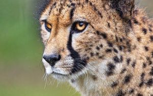 Preview wallpaper cheetah, animal, predator, wildlife, blur