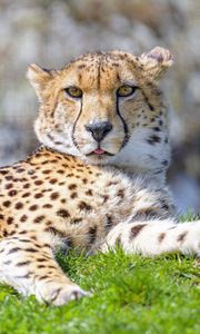 Preview wallpaper cheetah, animal, protruding tongue, big cat