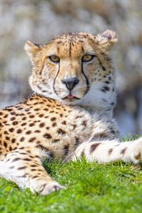 Preview wallpaper cheetah, animal, protruding tongue, big cat