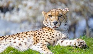 Preview wallpaper cheetah, animal, protruding tongue, big cat