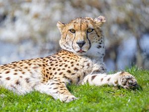 Preview wallpaper cheetah, animal, protruding tongue, big cat