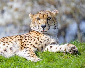Preview wallpaper cheetah, animal, protruding tongue, big cat