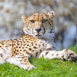 Preview wallpaper cheetah, animal, protruding tongue, big cat