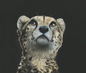 Preview wallpaper cheetah, art, drawing, predator, glance