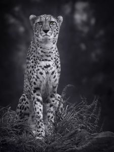 Preview wallpaper cheetah, big cat, bw, predator, monochrome