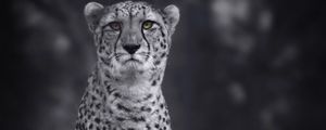 Preview wallpaper cheetah, big cat, bw, predator, monochrome