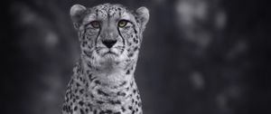 Preview wallpaper cheetah, big cat, bw, predator, monochrome