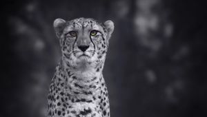 Preview wallpaper cheetah, big cat, bw, predator, monochrome