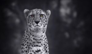 Preview wallpaper cheetah, big cat, bw, predator, monochrome